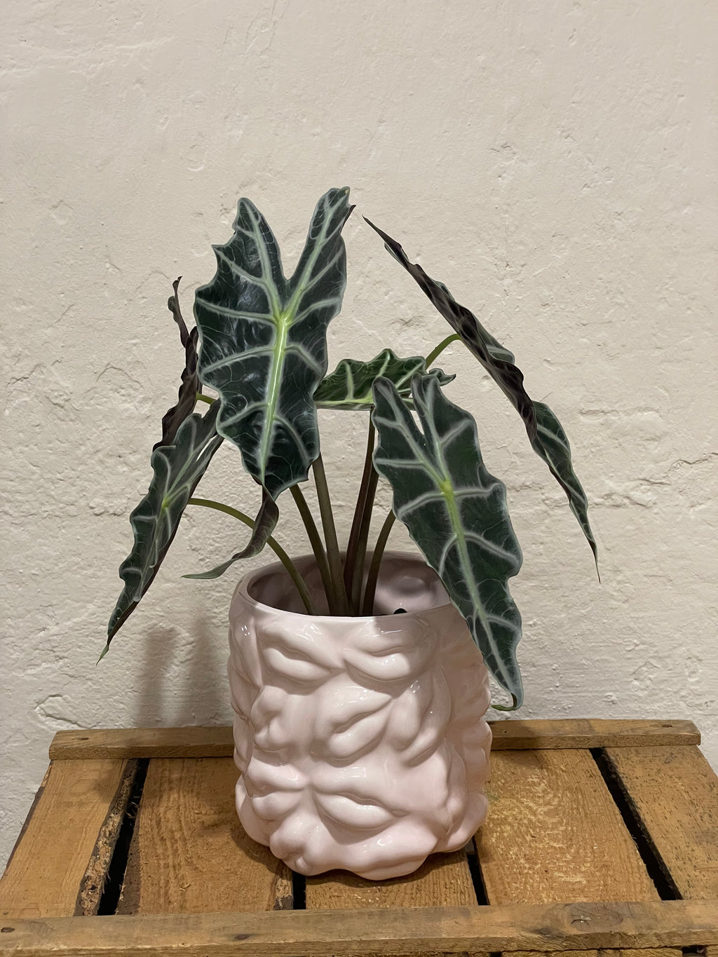 Statement-Übertopf "Kiss Me" hellrosa